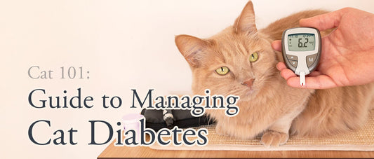 Cat 101: Guide to Managing Cat Diabetes - Gorma & Friends