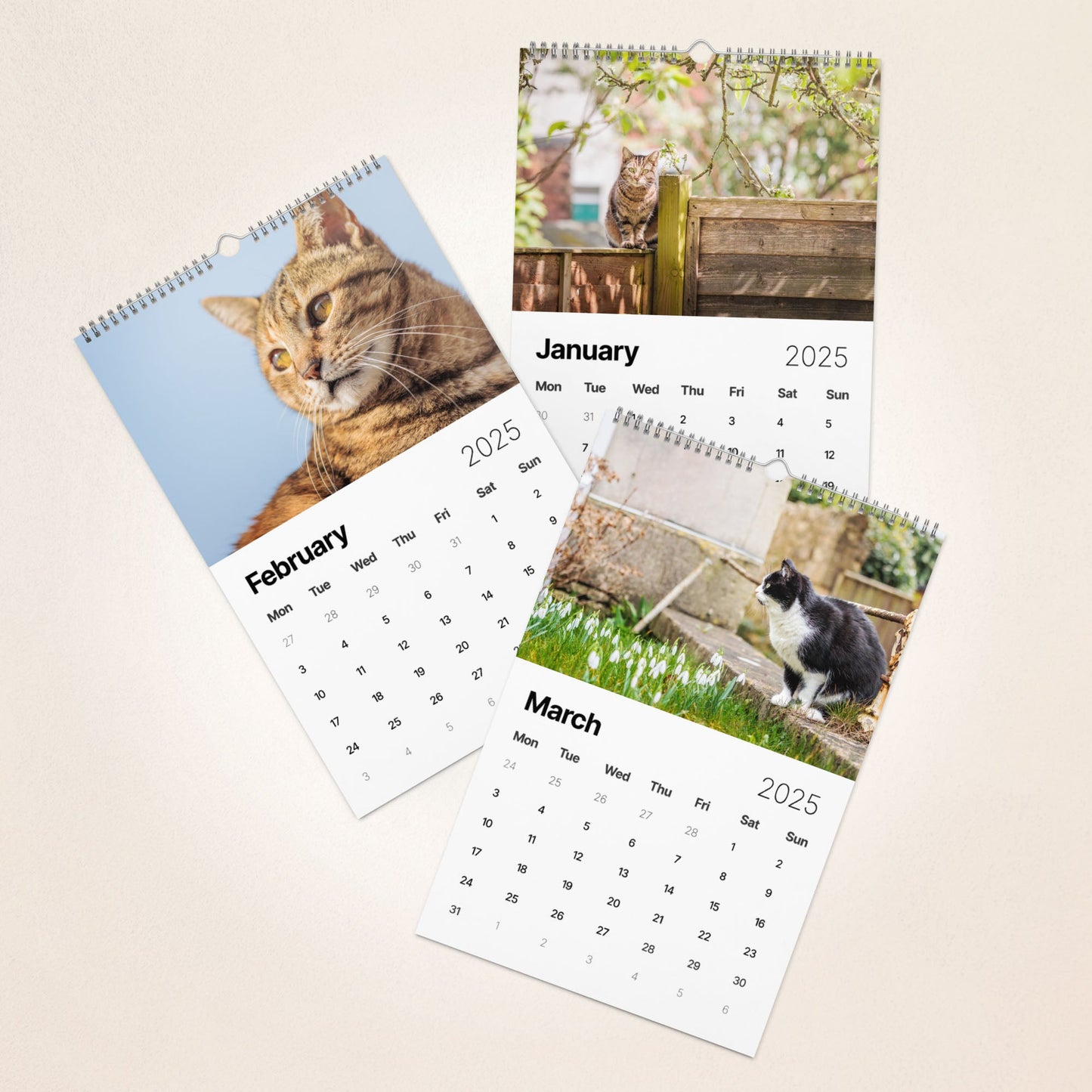 Cats of England, Wall calendar (2025) - Gorma & Friends