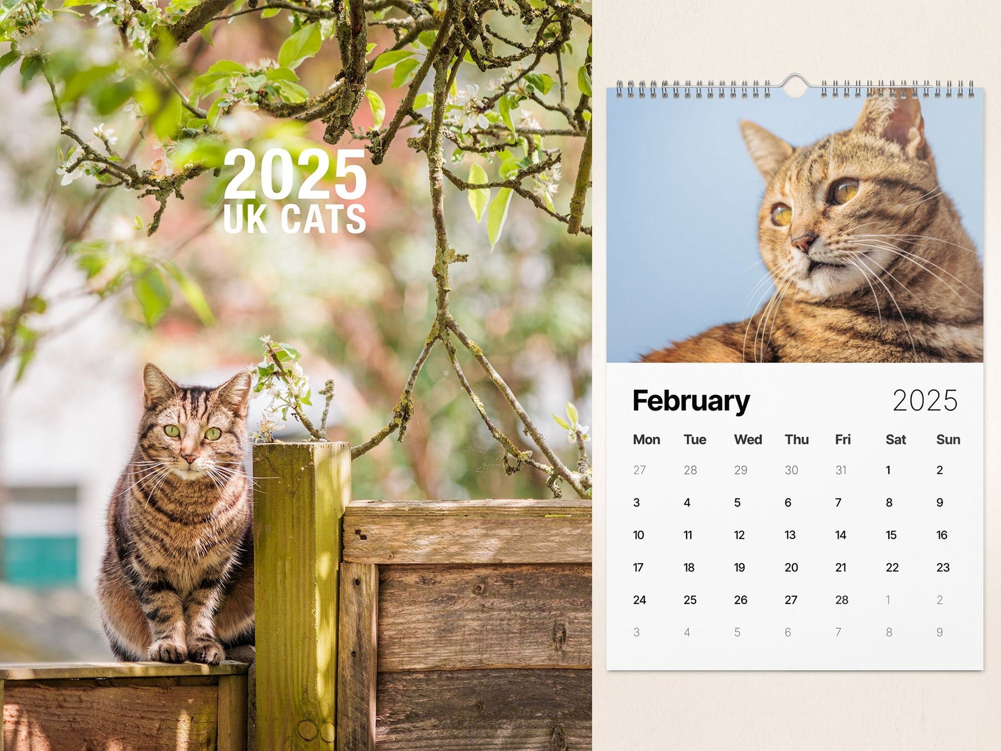 Cats of England, Wall calendar (2025) - Gorma & Friends