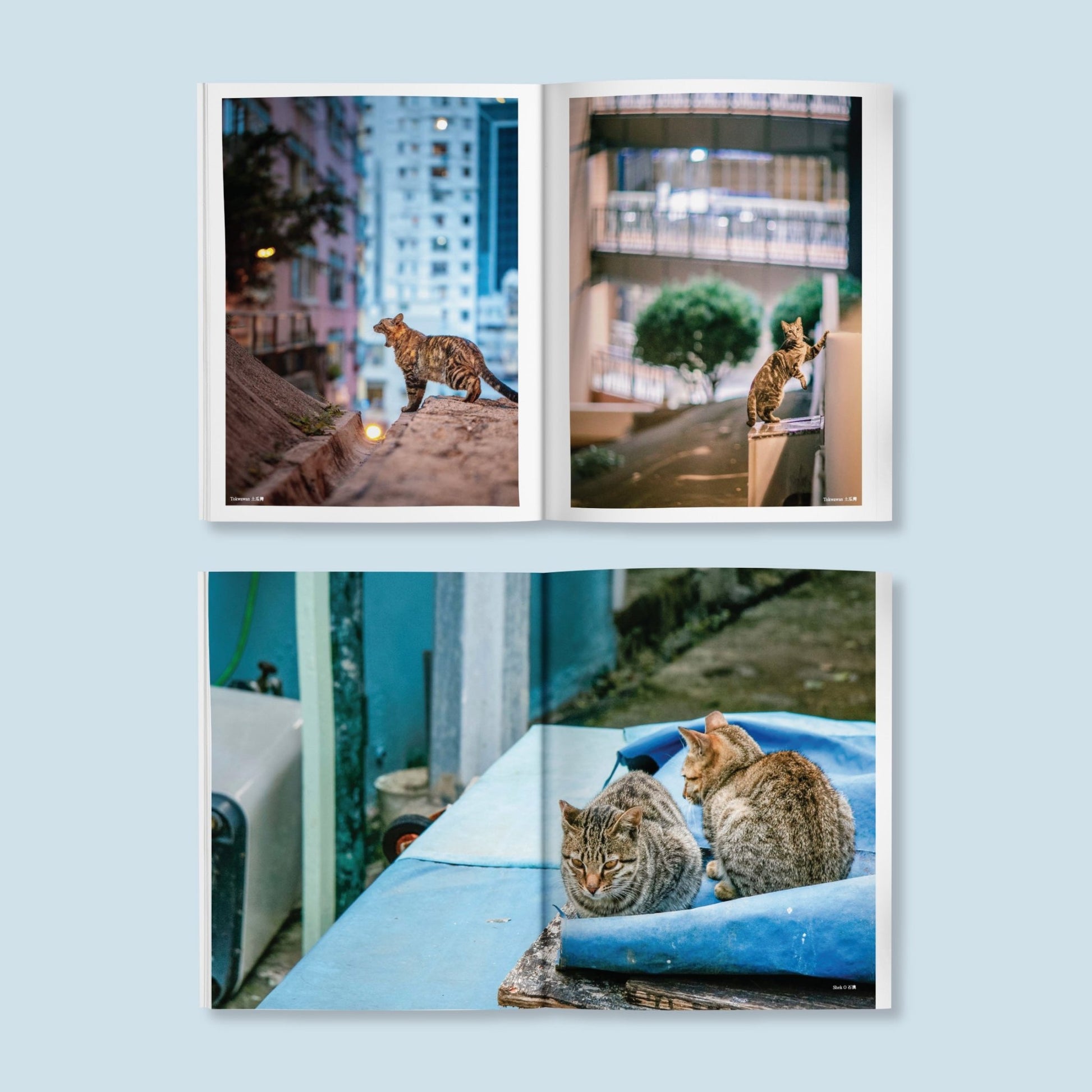 HONG KONG STREET CATS 香港街貓 | photography book - Gorma & Friends