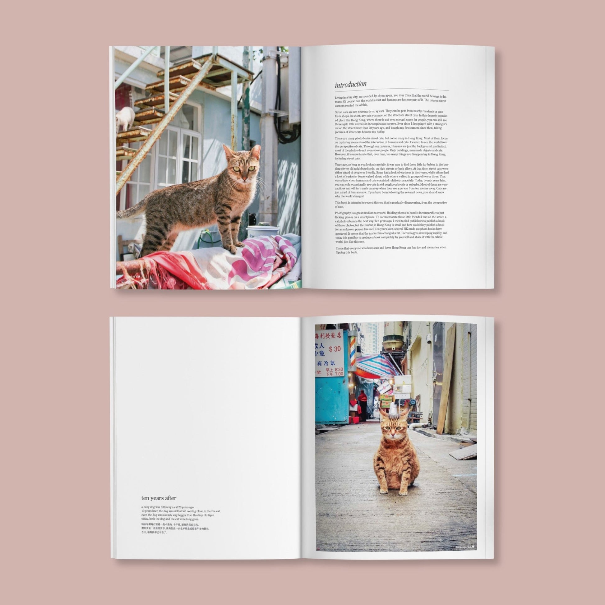 HONG KONG STREET CATS 香港街貓 | photography book - Gorma & Friends