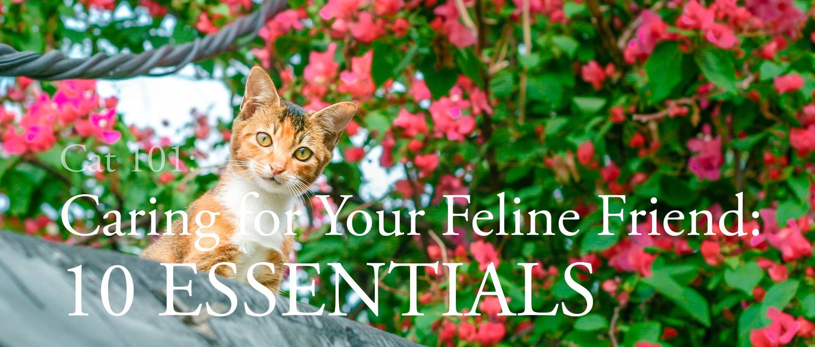 Cat 101: Caring for Your Feline Friend: 10 Essentials