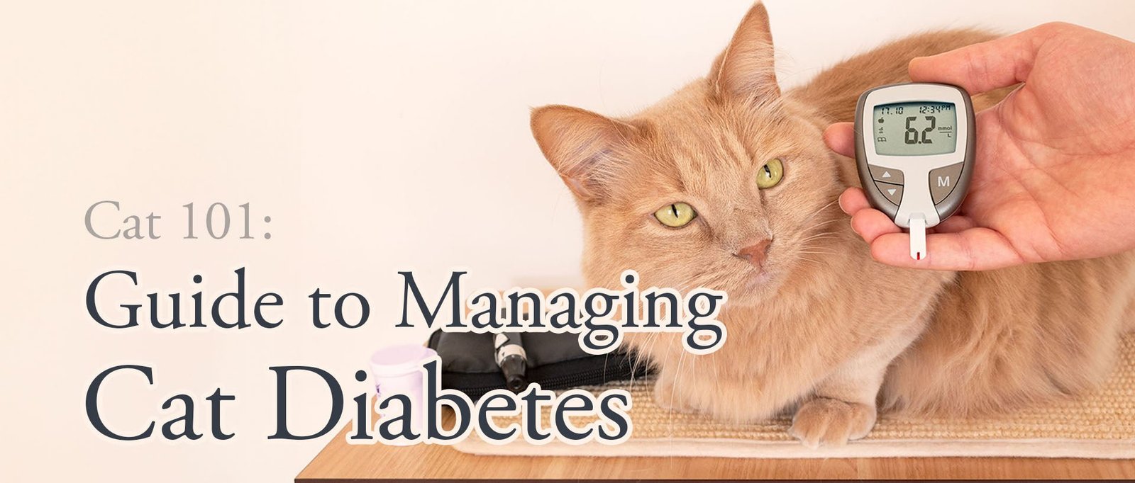 Cat 101: Guide to Managing Cat Diabetes